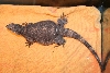 Gravid chuckwalla