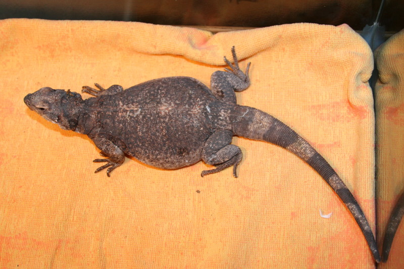 Gravid chuckwalla