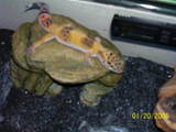 sunshine hanging out