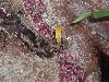 Mantella mountain climber