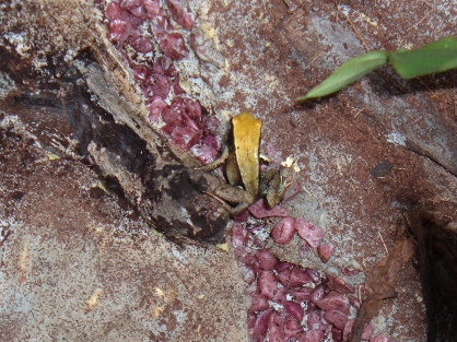 Mantella mountain climber