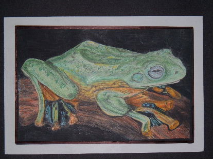 Gliding tree frog