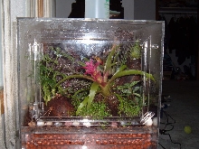 Dart terrarium 2