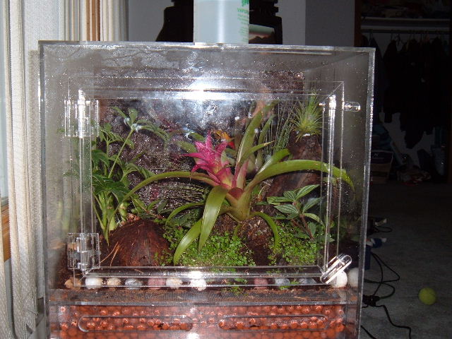 Dart terrarium 2