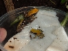 Mantella viridis