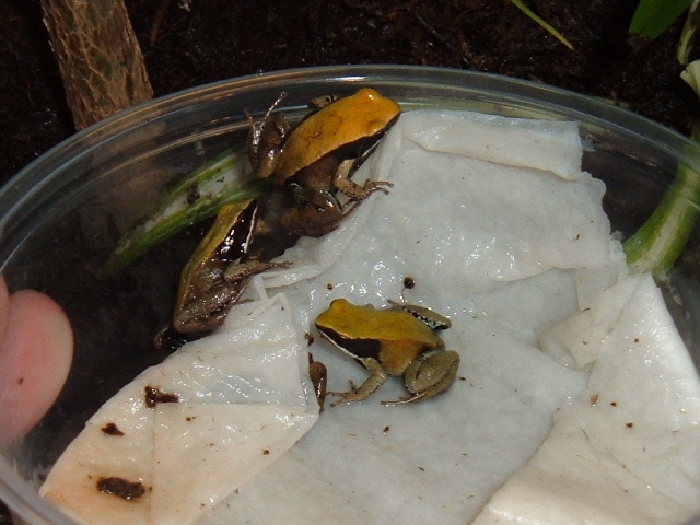 Mantella viridis
