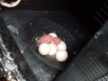 First baby