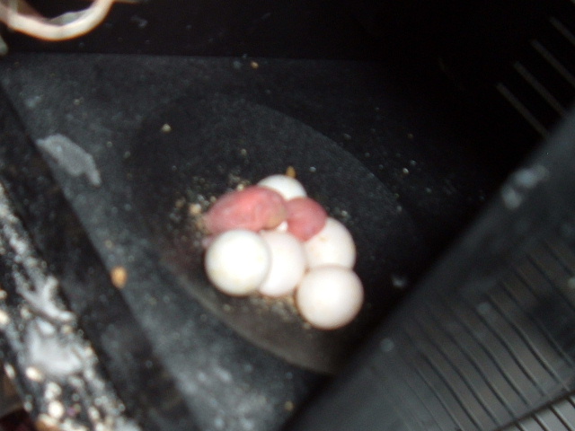 First baby