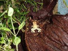 Frog rear
