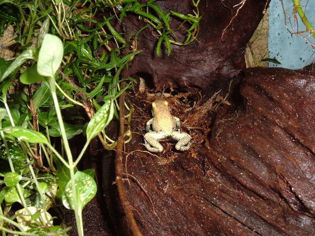 Frog rear