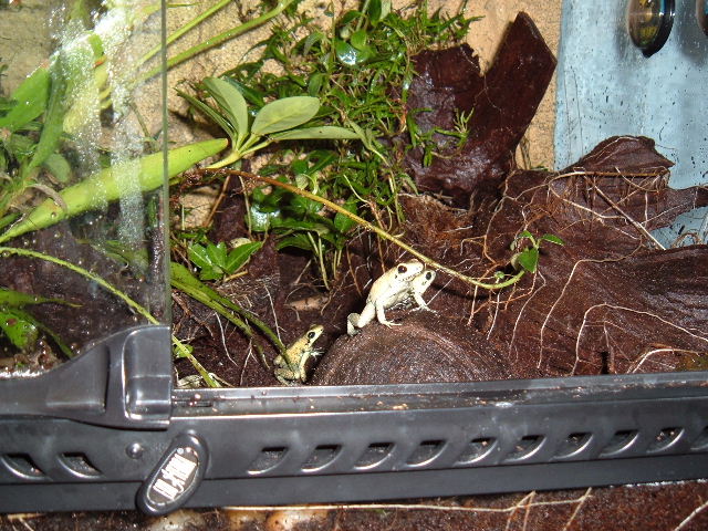 Terribilis hanging out