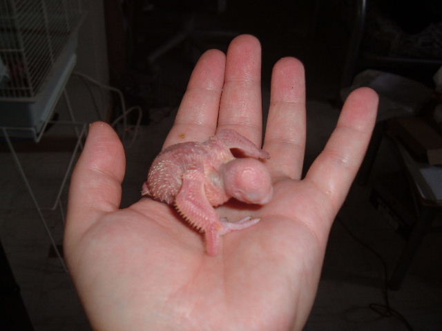Another pic of the big one
