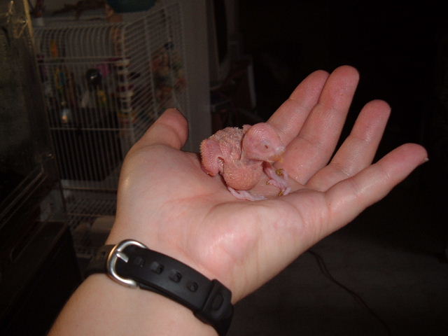 Here is my baby after a week!