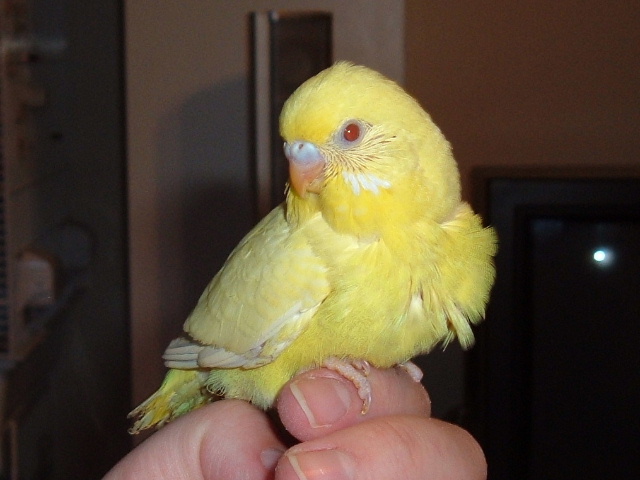 the baby