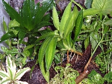 Mantella vivarium