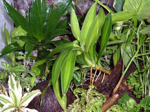 Mantella vivarium