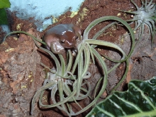 White's on air plant