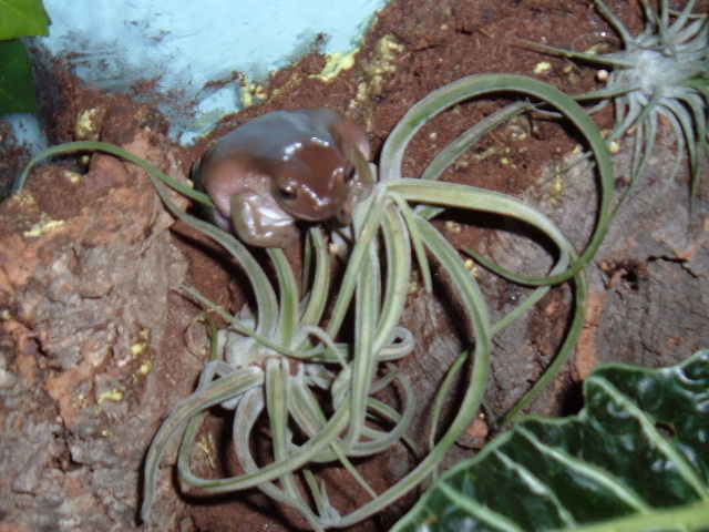 White's on air plant
