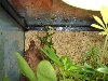 Terribilis 4