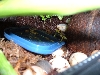 terribilis 5