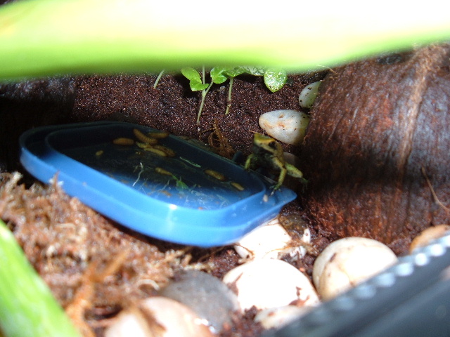 terribilis 5