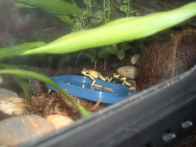 Terribilis 6