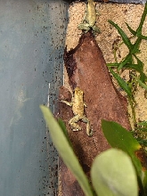 Terribilis climbing