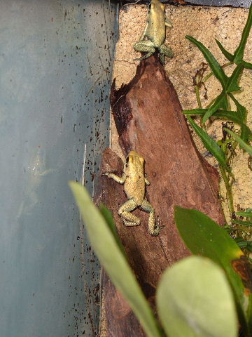 Terribilis climbing