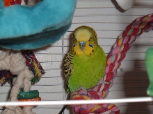 Zander