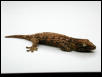 Juvie Leachie