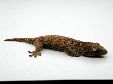 Juvie Leachie