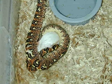 Sanzinia Juvenile