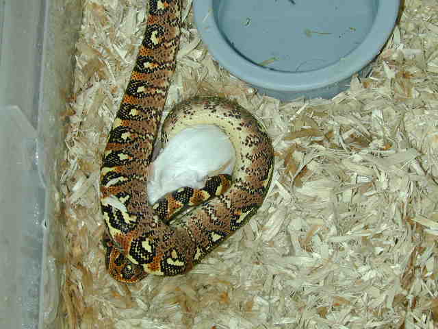 Sanzinia Juvenile