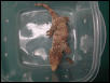 Leachianus Juvenile