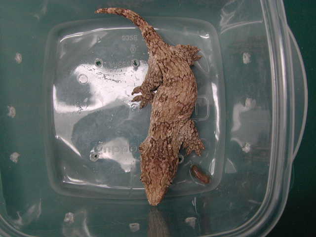 Leachianus Juvenile