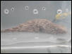 Leachianus Juvenile