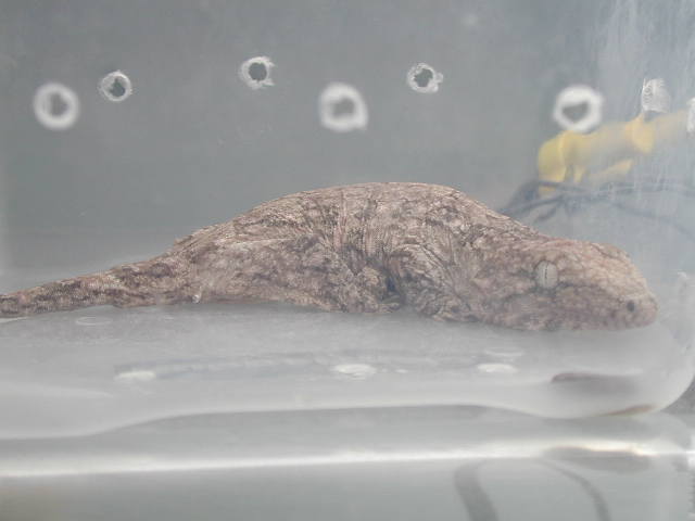 Leachianus Juvenile