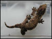 Leachianus Juvenile
