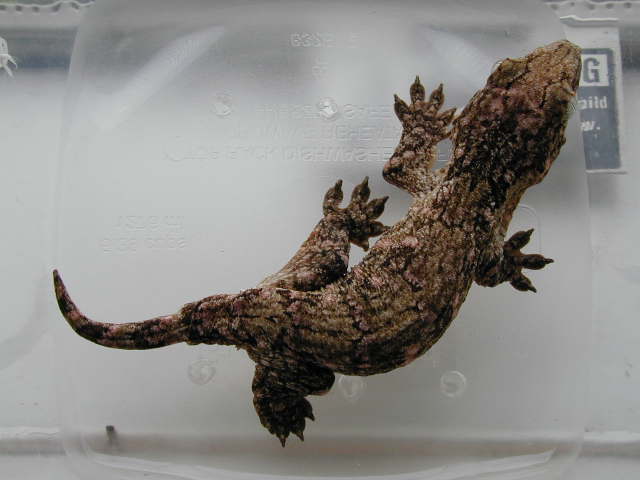 Leachianus Juvenile