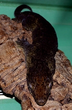 Mt. Koghis Dark Morph R. Leachianus
