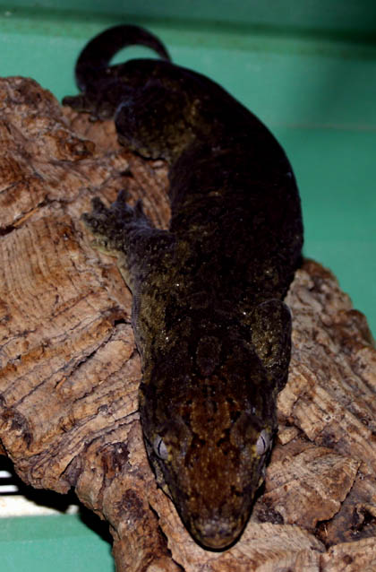 Mt. Koghis Dark Morph R. Leachianus
