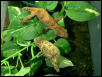 Juvenile Leachianus