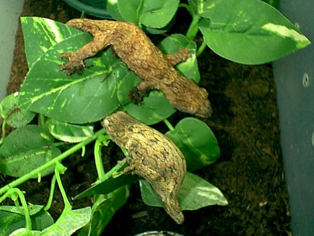 Juvenile Leachianus