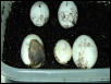 Leachianus eggs hatching