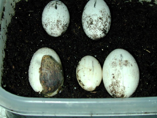Leachianus eggs hatching