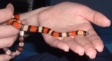 Apricot Pueblan Milksnake "Ava" 3