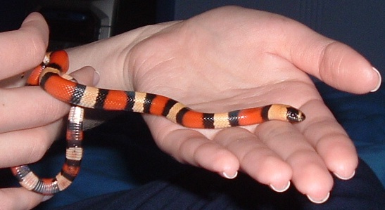 Apricot Pueblan Milksnake "Ava" 3