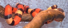 Apricot Pueblan Milksnake "Ava" 1
