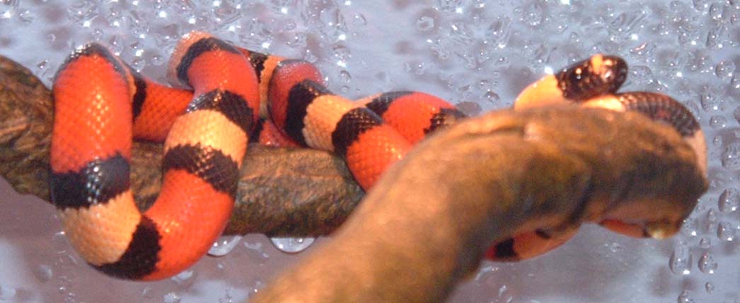Apricot Pueblan Milksnake "Ava" 1
