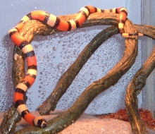 Apricot Pueblan Milksnake "Ava" 2